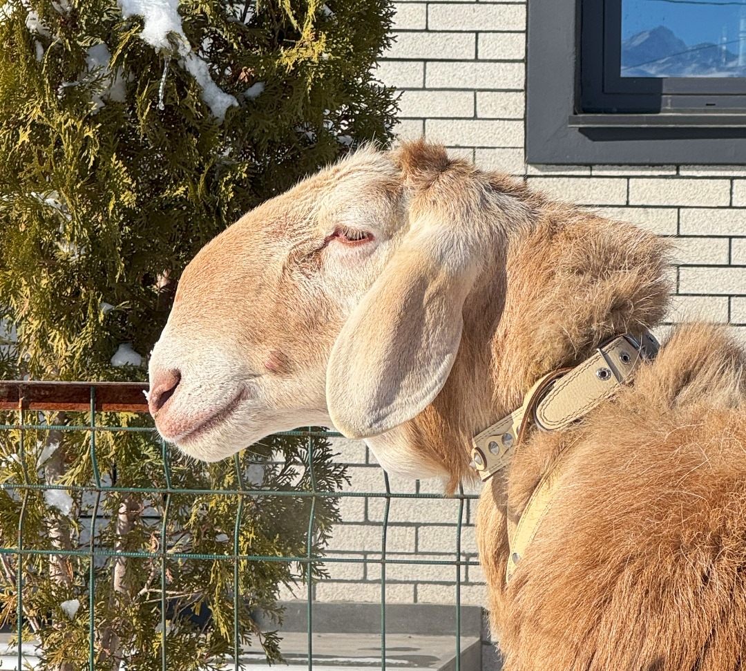 Sheep